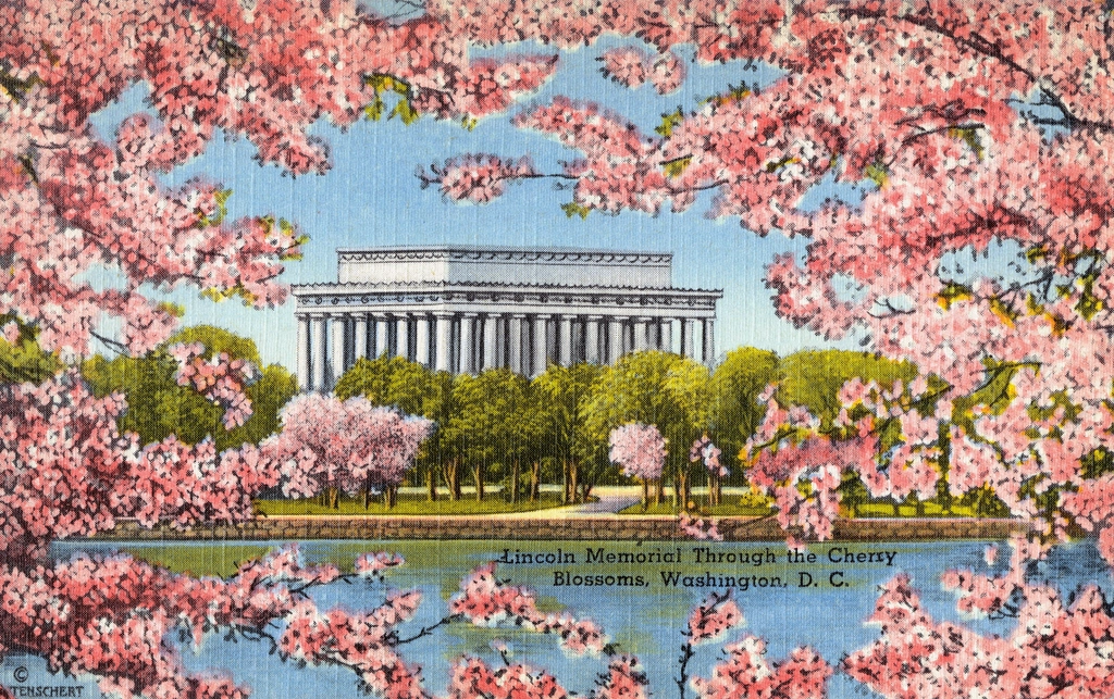 Vintage postcard: the Lincoln Memorial seen through pink cherry blossoms, Washington, DC