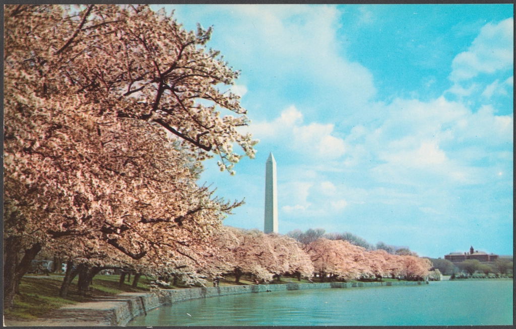 Vintage postcard: the Washington Monument behind cherry blossoms along the Tidal Basin